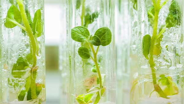 Close-up of plants propagating in test vials.