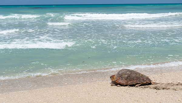 A turtle moving along one of Florida’s beaches towards the ocean
