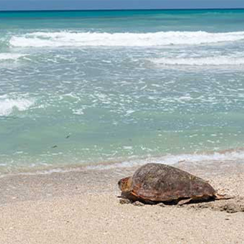 Sea Turtle going into the ocean on a Florida beach Sea Turtle going into the ocean on a Florida beach